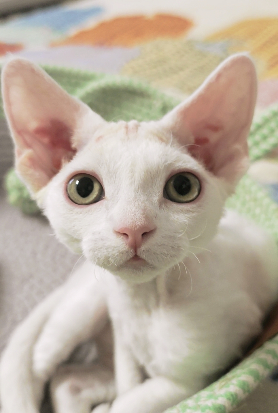 待售德文小母猫｜3月龄纯白“粘人精”找新家